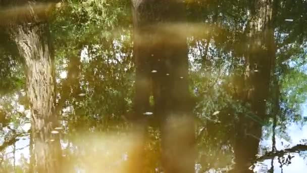 Reflektion av träden på vattenytan. Realtid. — Stockvideo