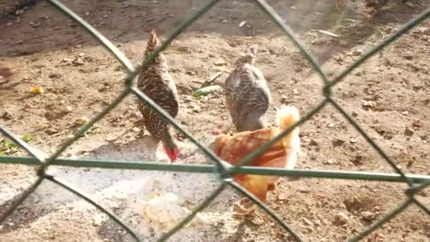 Chickens Feeding behind the Pen. Handheld Shot. — Stock Video