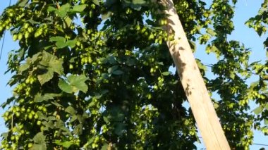 Harvest.Tilt önce atlama alanı detay.