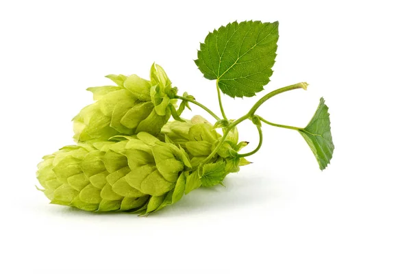 Hop Cones Isolated on the White Background. — Stock Photo, Image