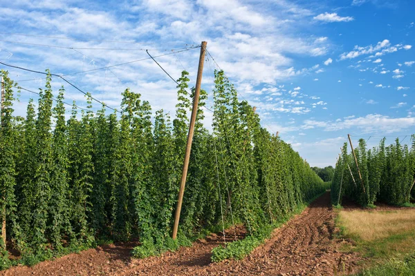 Hopfenfeld vor der Ernte in Tschechien. — Stockfoto