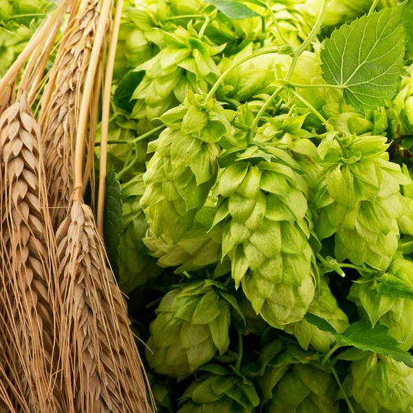 Hop Cones  and Barley on the Table. — Stock Photo, Image