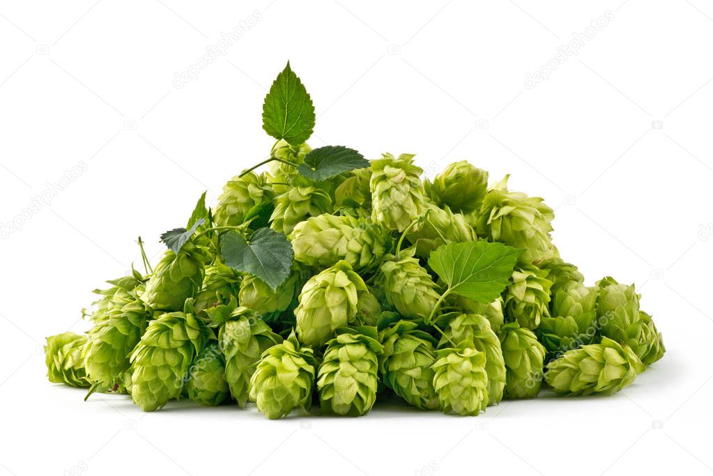 Hop Cones Isolated on the White Background.