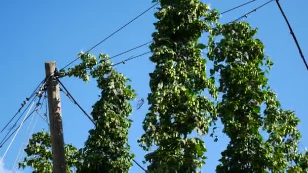 Detail of Hop Field before Harvest. No Camera Movement. — Stock Video