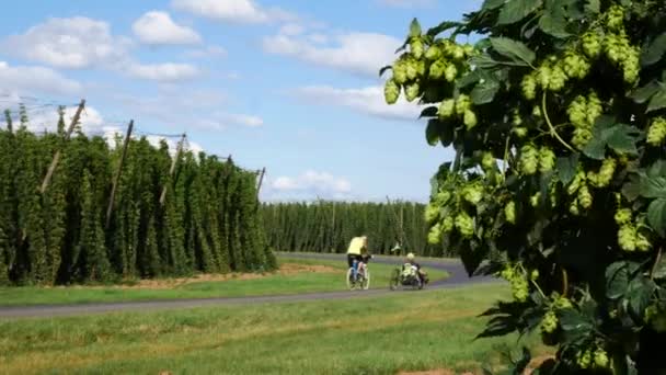 Ciclisti handicappati Cavalcando lungo il campo di luppolo nel villaggio di Steknik. Repubblica ceca . — Video Stock