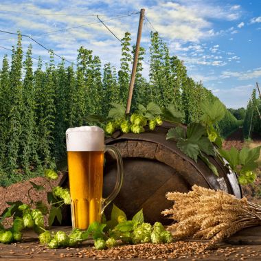 Bardak bira Hop koniler ve buğday ile