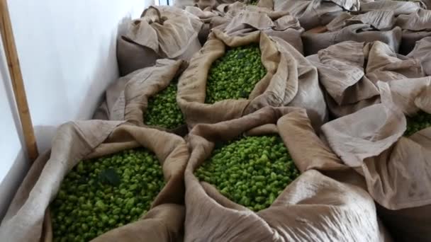 Traditional Picking  of Hops in the Czech Republic. Panning. — Stock Video