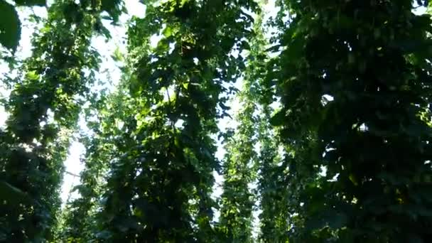 Hopfenfeld vor der Ernte. Handhel. Schwenken. — Stockvideo