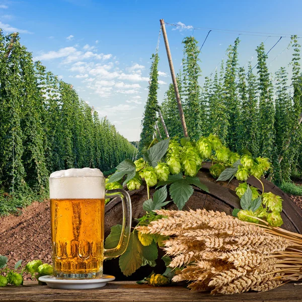 Стакан пива с хмелевыми конусами и пшеницей — стоковое фото