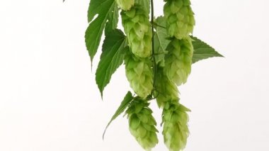 Koniler beyaz zemin üzerine hop. Tilt.