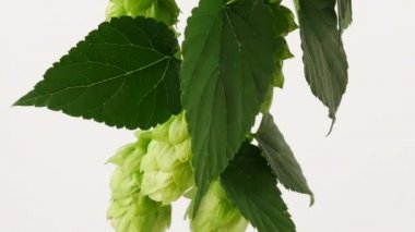 Koniler beyaz zemin üzerine hop. Tilt.