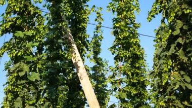 Daha önce hasat hop. Çek Cumhuriyeti. Hiçbir hareketi kamera.