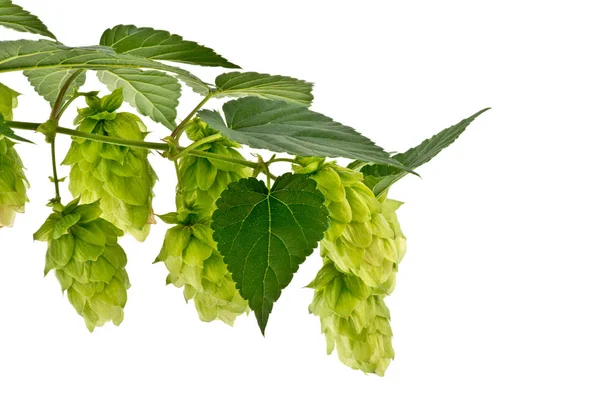 Hop Cones Isolated on the White Background. — Stock Photo, Image