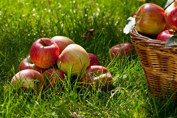 Manzanas en la canasta de mimbre —  Fotos de Stock