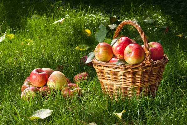 Manzanas en la canasta de mimbre — Foto de Stock