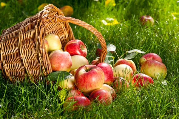 Manzanas en la canasta de mimbre —  Fotos de Stock