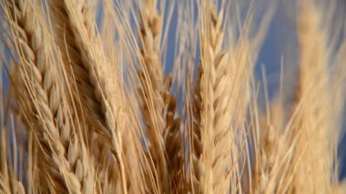 Ayrıntı arpa üzerinde mavi gökyüzü. Raf odak.