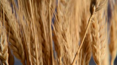 Ayrıntı arpa üzerinde mavi gökyüzü. Slider ile vurdu,