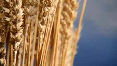 Ayrıntı buğday üzerinde mavi gökyüzü. Slider ile vurdu,