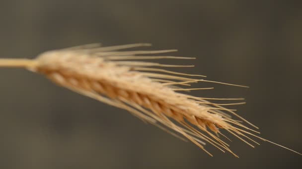 Détail de l'oreille de blé sur le fond sombre. Focus rack . — Video