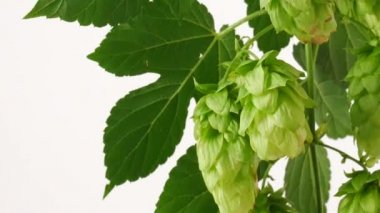 Koniler beyaz zemin üzerine hop. Yatay kaydırma.