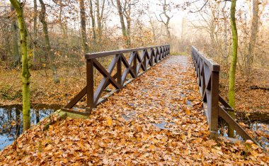 sonbahar ormanında ahşap köprü