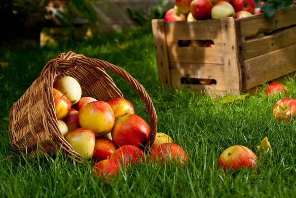 Rote Äpfel mit Weidenkorb im Gras — Stockfoto