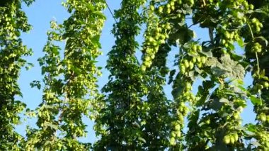 Daha önce hasat hop. Çek Cumhuriyeti. Hiçbir hareketi kamera.