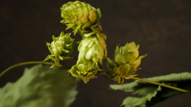 Detalhe de Hops Cones. Nenhum movimento da câmera . — Vídeo de Stock