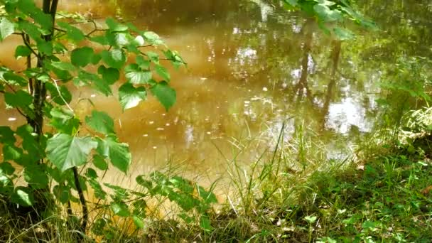 Fortfarande Creek i skogen sommaren. Ingen kamerarörelse. — Stockvideo