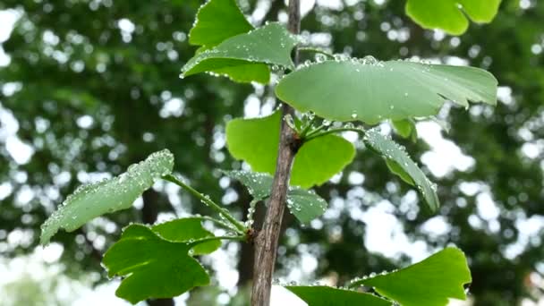 Árbol pequeño de Ginkgo con gotas de agua. Inclinación . — Vídeo de stock