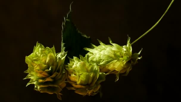 Detail of Hops Cones. Dolly Shot. Dolly Are Running Around the Hops. — Stock Video