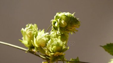 Atlama koniler detayını. Dolly Shot.Dolly atlama koşma vardır.