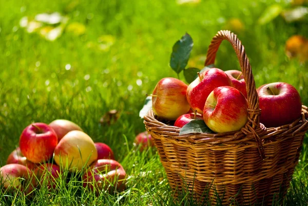 Czerwone jabłka z przejściowymi kosz na trawie — Zdjęcie stockowe