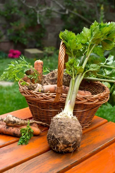 Petersilie, Sellerie und Karotten im Weidenkorb. — Stockfoto