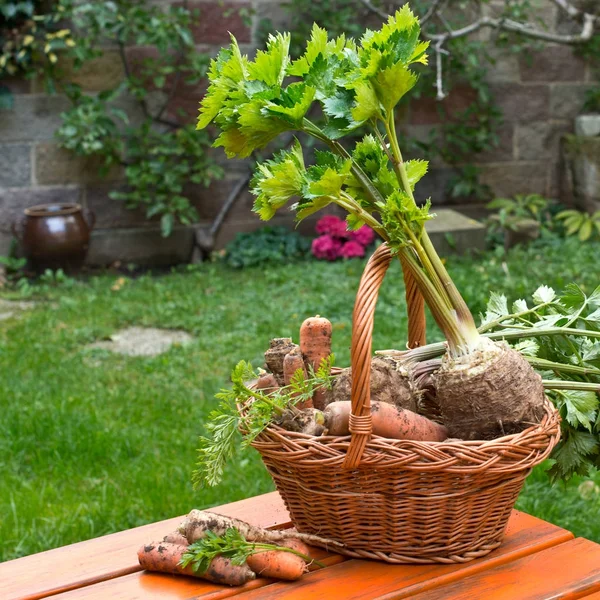 Petersilie, Sellerie und Karotten im Weidenkorb. — Stockfoto