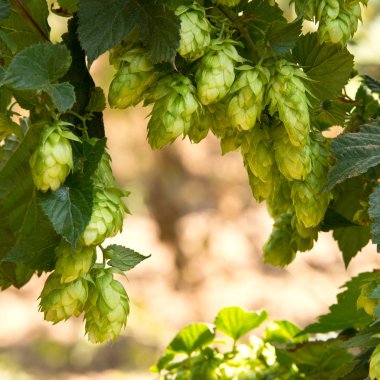 Hop koniler, bira üretimi için ham maddeler