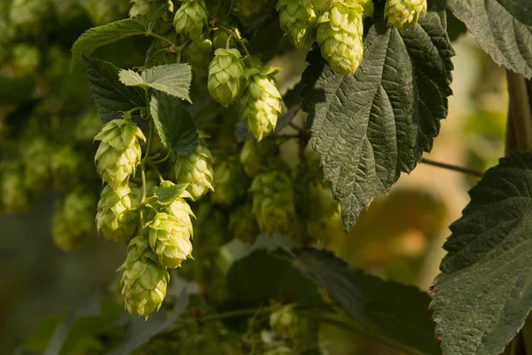 Hop cones in the hop field — Stock Photo, Image