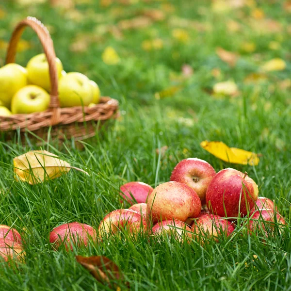 Pommes rouges dans l'herbe dans le jardin — Photo