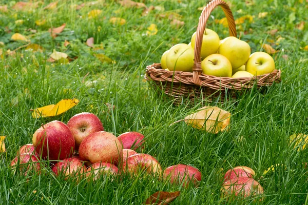 Manzanas rojas en la hierba en el jardín —  Fotos de Stock