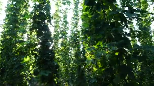 Hopfenfeld vor der Ernte. — Stockvideo