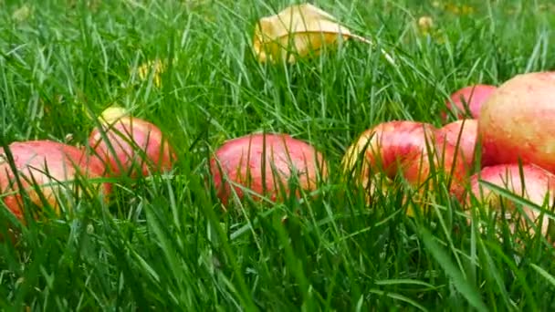 Rode appels in het gras. — Stockvideo