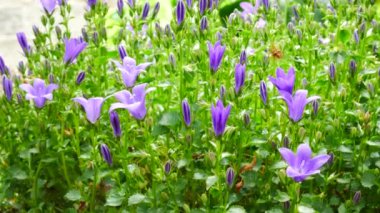 Bellflower bahçede detayını. Tilt.