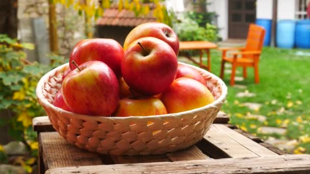 Червоні яблука в кошику в саду. Збільшити масштаб. — стокове відео