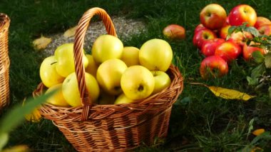 Garden.Panning sepete sarı elma.