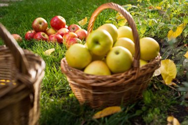 Hasır sepet ile bahçede sarı elmalar.