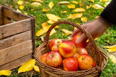 Çiftçi Kırmızı elma bahçede alır..
