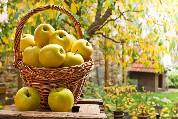 Cesta de vime com maçãs amarelas no jardim . — Fotografia de Stock