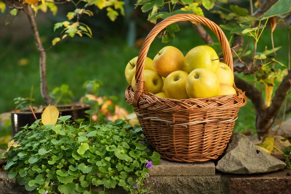 Weidenkorb mit gelben Äpfeln im Garten. — Stockfoto