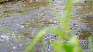 Creek sonbahar ormanın içinde. Yatay kaydırma.